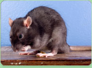 rat control Houghton Le Spring